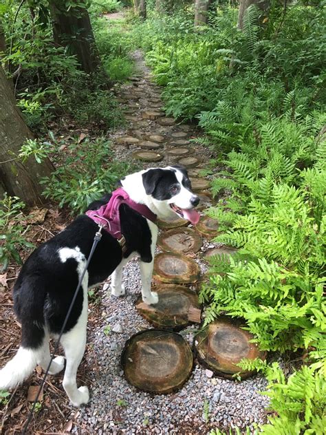 Can Dogs Go To Botanic Gardens