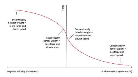 Concentric And Eccentric Strength | EOUA Blog