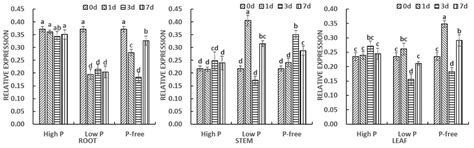Cloning, Characterization and Expression Analysis of the Phosphate ...
