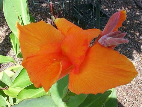 Future Supramental Centre : spiritual meaning of flower