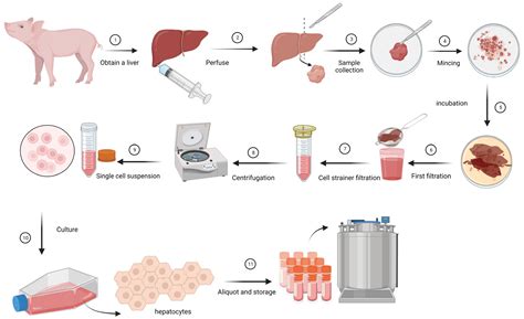 Development of an Ex Vivo Assay for Identification of Infectious ...