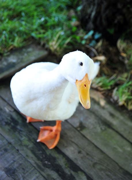 Image result for Duck Number Code in Python Using Count
