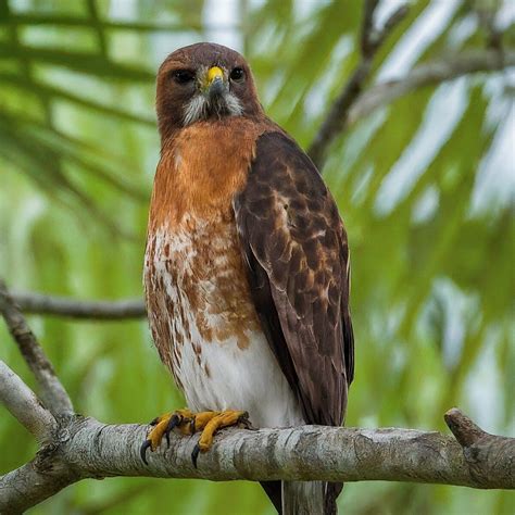 11 Amazing Hawks With White Heads (With Pictures)