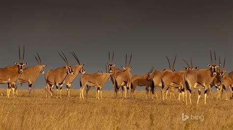 Bing Wallpaper Animals 的图像结果