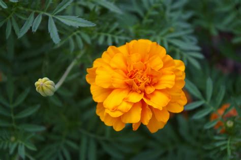 Marigolds: How to Plant, Grow, and Care for Marigold Flowers | The Old ...
