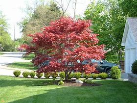 Image result for Bloodgood Japanese Maple for Sale