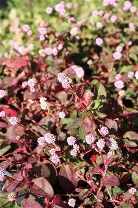 Polygonum (Persicaria) capitatum - Devil Mountain Wholesale Nursery
