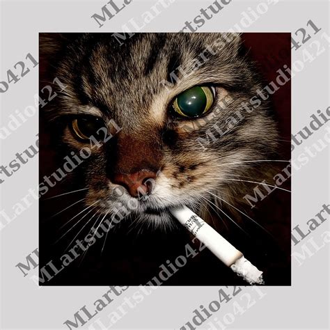 Funny Smoking Cat Meme Png, Cigarette Kitty Gen Z Joke Tee, Stupid ...