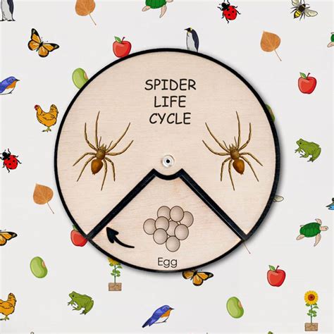 Life Cycle Of A Spider For Kids