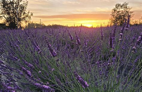 Lavender Essential Oil & Hydrosol Distillation Event, 27031 36th Ave NW ...
