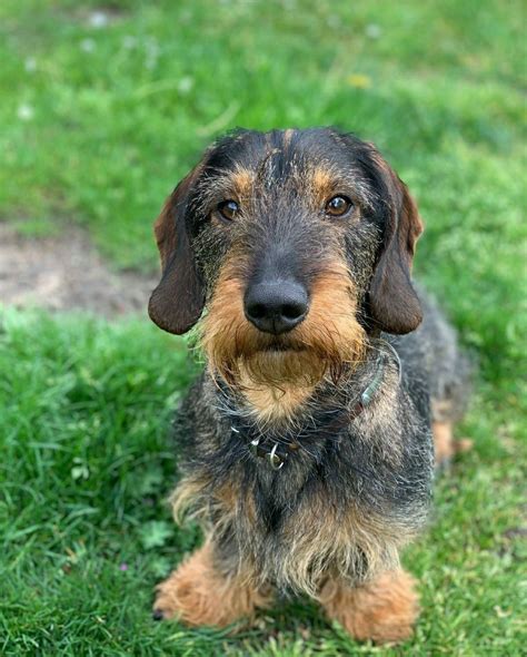 Dachshund Wirehaired Brown Dachshund, Wire Haired Dachshund, Dachshund ...