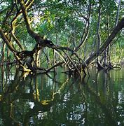 mangrove 的图像结果