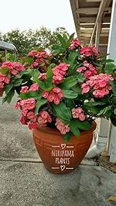 Modern Plants Live Euphorbia milii/Crown-of-thorns Orange Flower ...