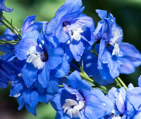Blue Delphinium Flowers