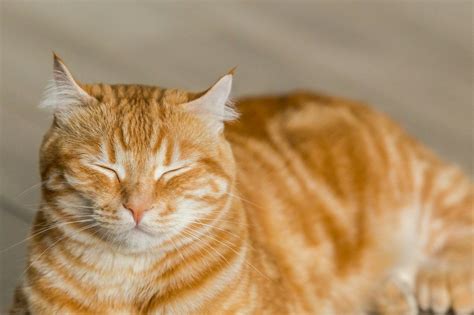 Starry Night Cat Cafe Stevens Point WI Late Night Coffee House
