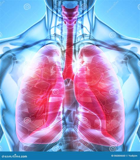 Image result for Lung Segmentation Using CNN