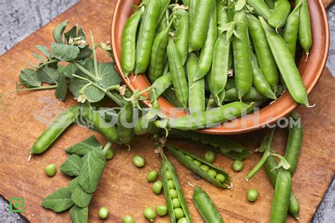 Fresh without Peeled Green Peas – UDUPI FRESH