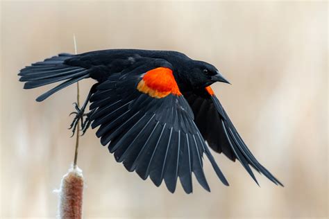 Image result for Order Status