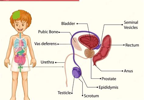 Reproductive System for Men 的图像结果