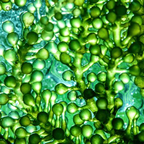 7 Amazing Benefits of Marine Extracts in Skincare | Clinikally