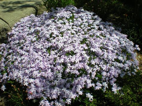 24 Creeping Phlox Rock Garden Ideas You Gonna Love | SharonSable