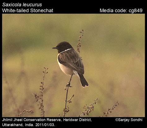 Saxicola leucurus (Blyth, 1847) - White-tailed Stonechat | Birds