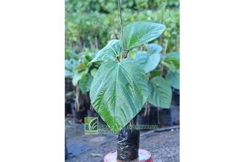 Best Nursery In Kadiyam -Sri Satyanarayana Nursery