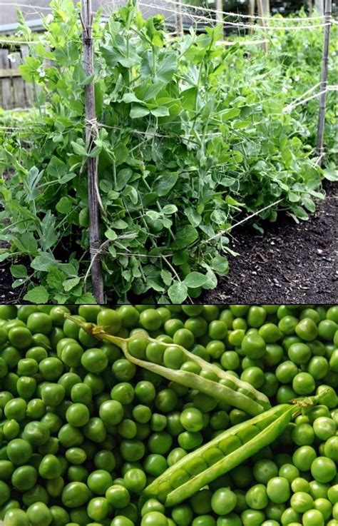 what do peas look like when growing