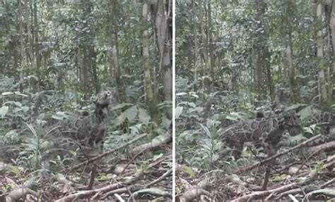 Trail Cameras Reveal Incredible Sighting of Rare Species in Borneo