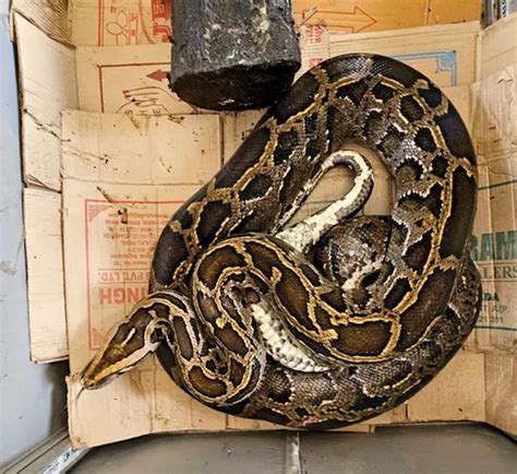 Image result for How Long Is a Python