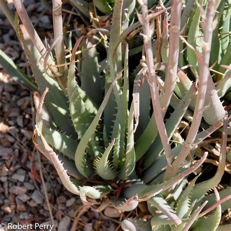 Blue Elf aloe - Waterwise Garden Planner