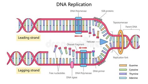 DNA Replication Strand 的图像结果