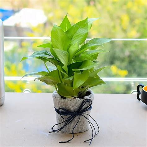 Money Plant In A Jute Wrap – OyeGifts