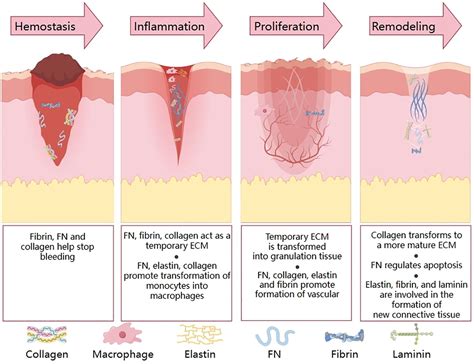Frontiers | Mechanism and application of fibrous proteins in diabetic ...
