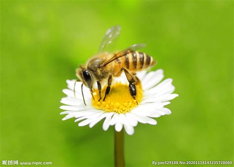 蜜蜂成长四个过程图片,蜜蜂的成长过程图片 - 伤感说说吧