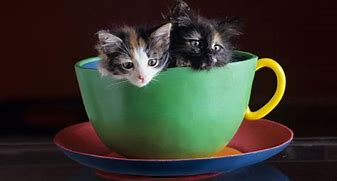 Image result for Micro Teacup Cats