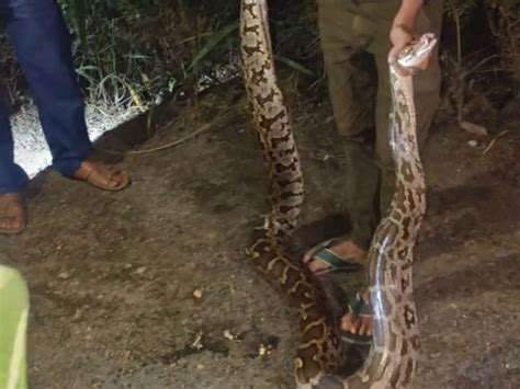 12 Foot Python Rescued Zervavra Released Forest