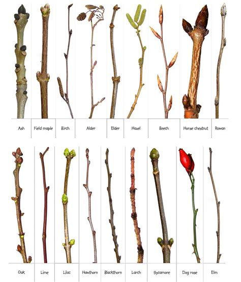 Image result for Tree Identification Guide With