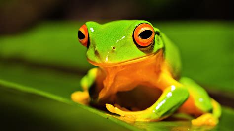 Cute Frog Desktop Wallpaper - WallpaperSafari