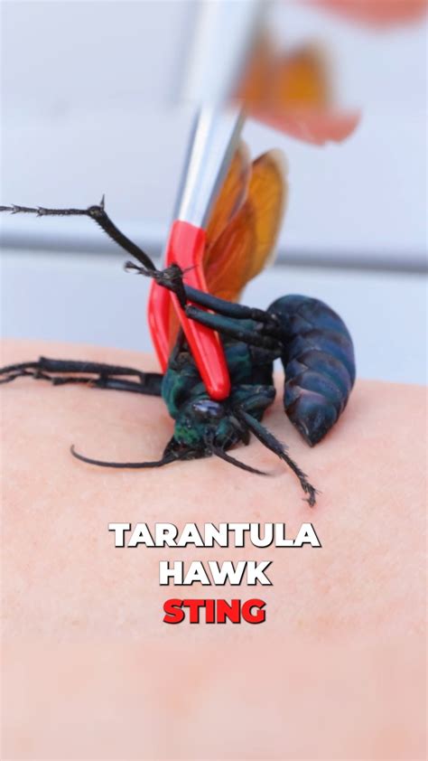 Tarantula Hawk Sting Pain