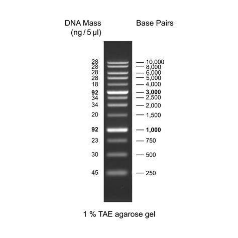 1Kb DNA Ladder RTU (Ready-to-Use) – GeneDireX, Inc.