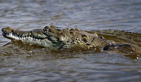 Alien Crocs Eating People 的图像结果