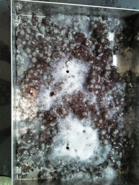 Semi Solid State Fermentation 的图像结果