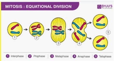explain different stages of mitosis - Brainly.in