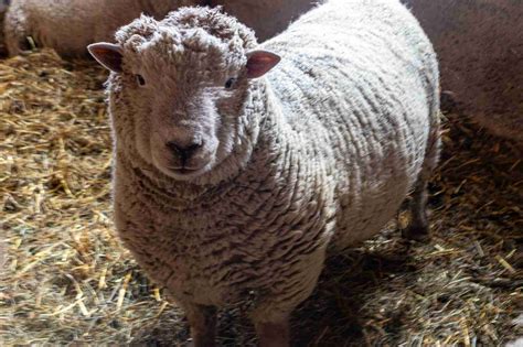 The Ultimate Guide: English Southdown Babydoll Sheep - The Old Walsh Farm
