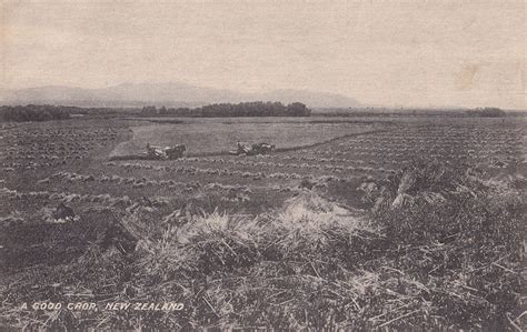 A Good Crop New Zealand WW1 Farming Postcard: Manuscript / Paper ...
