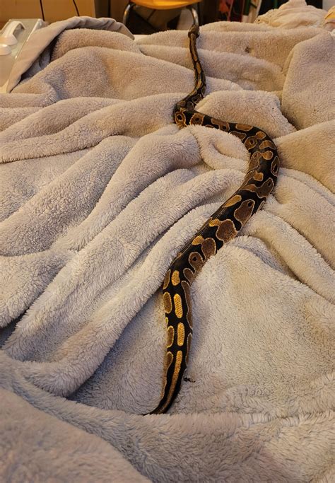 Image result for Monte Python Fish