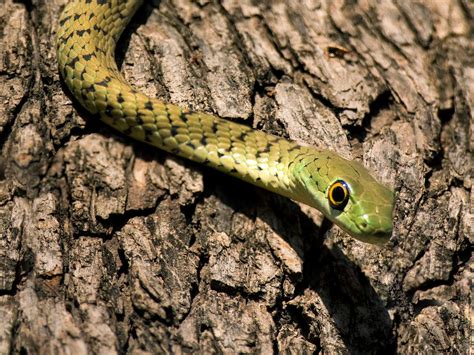 Pictures of Billy Green Bush