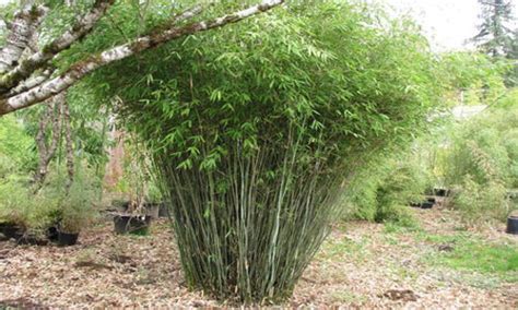 Weed Control Pruning and maintenance | Bamboo Info