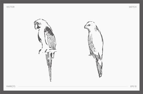 Image result for Parrot Line Drawing